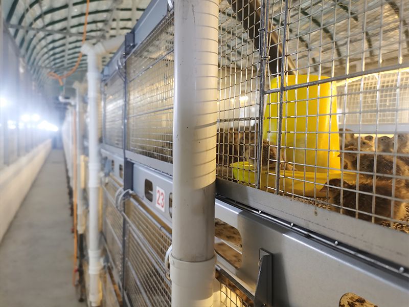 層疊式自動化鵪鶉養(yǎng)殖設備